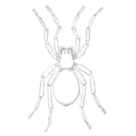 Spiders
