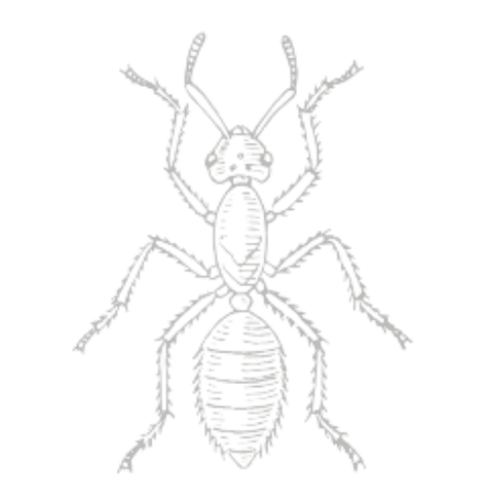 Ants
