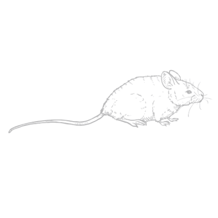 Rodents
