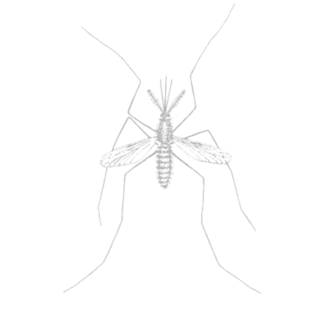 Mosquito
